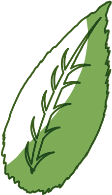 Isolated Sheet Tree Vector Illustration - Illustration (550x550)