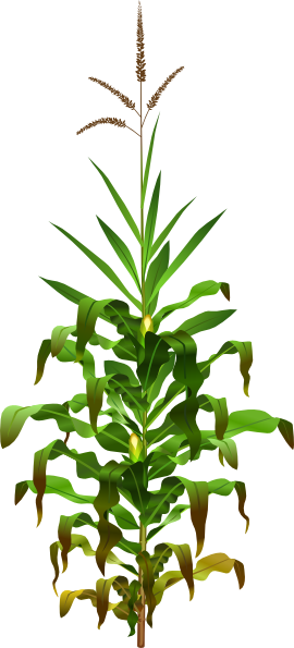 Planta De Maiz Png (800x800)
