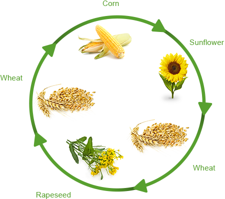 Crop Production - Business (450x398)