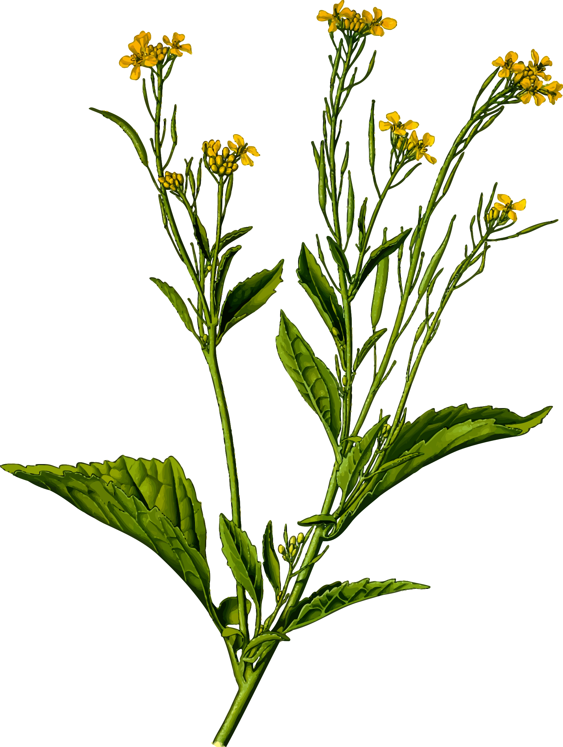 Clipart - Brassica Juncea (1810x2400)
