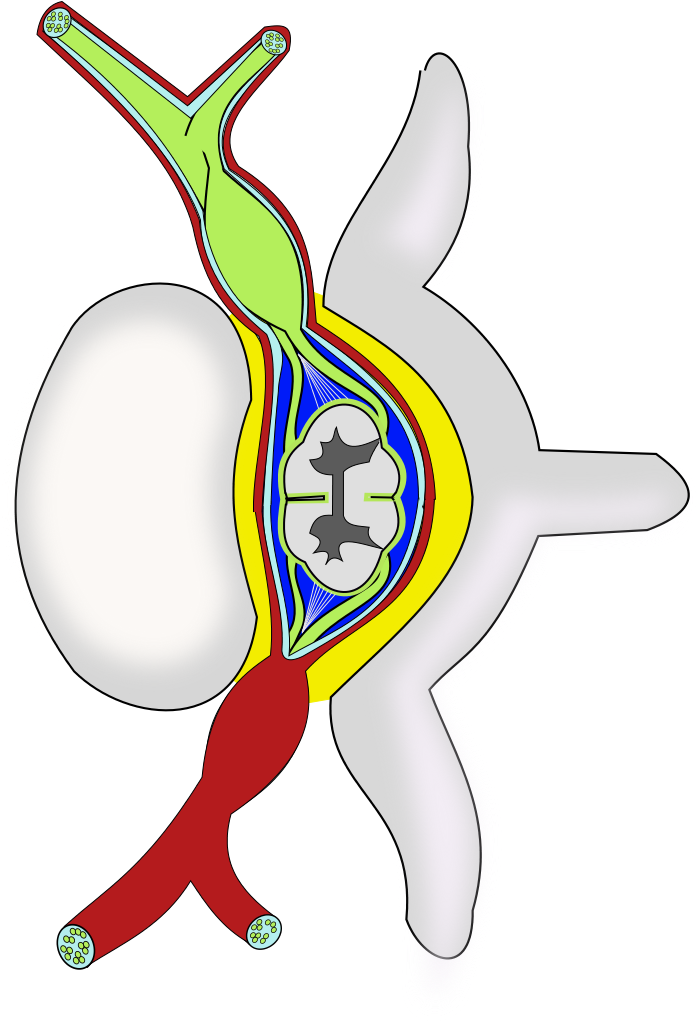 Ch13 Spine - Ch13 Spine (696x1028)