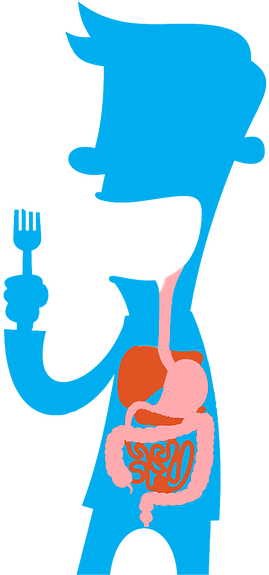 Digestive Process - Human Digestive System Cartoon (287x574)