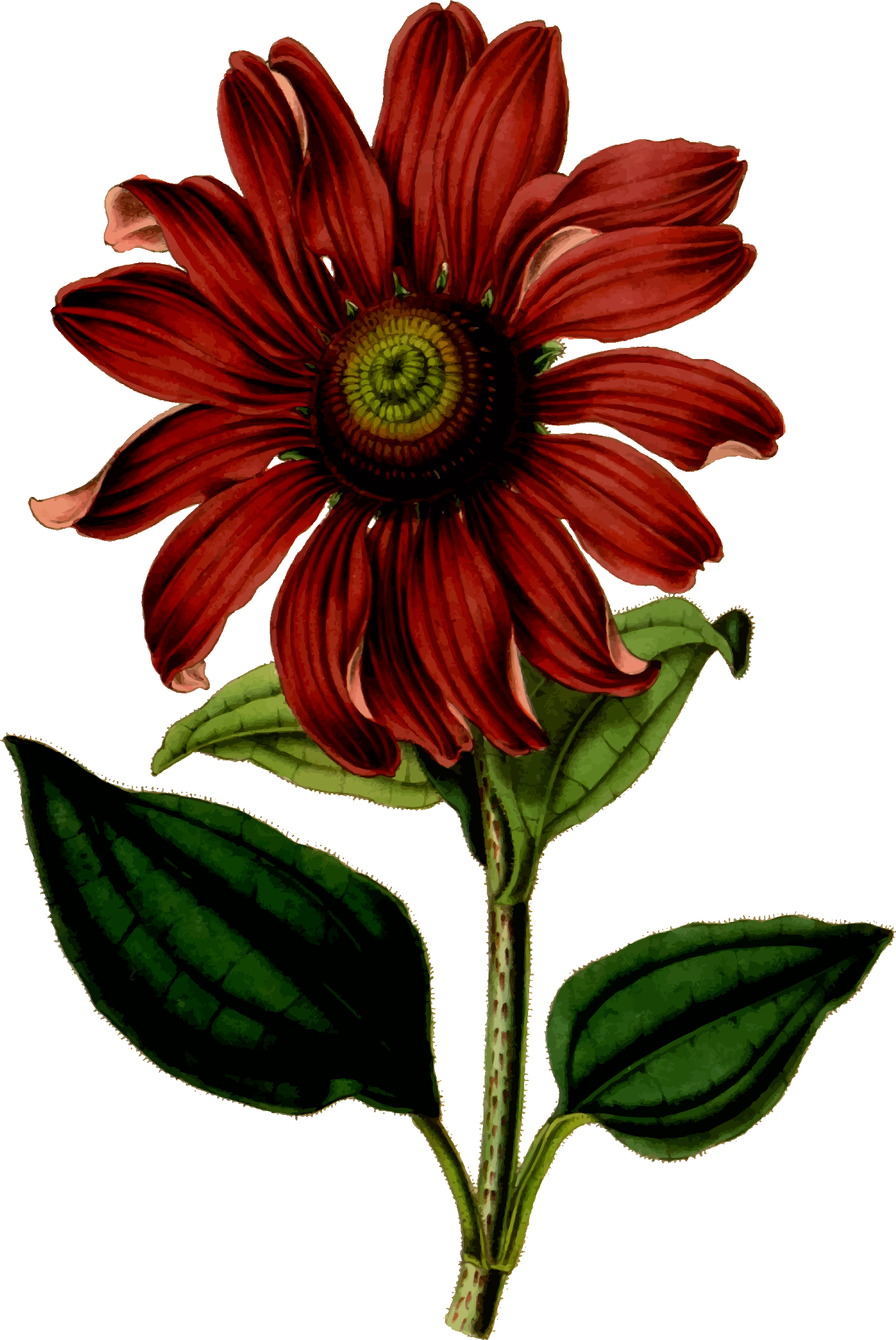 Coneflower - Old Flower Prints (1605x2400)