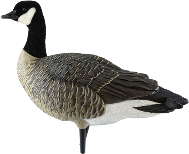 Mallard (940x587)