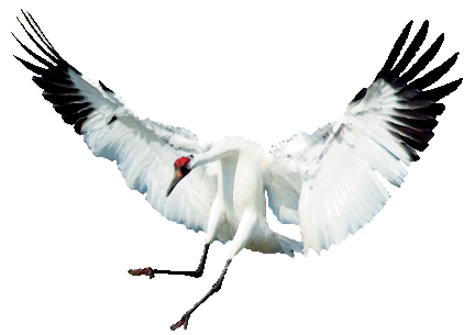 Crane - Crane (449x304)
