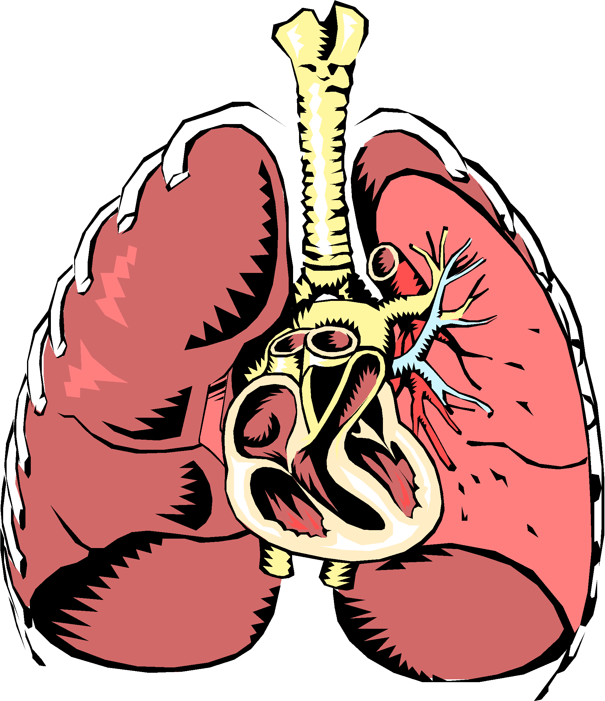 Function - Conclusion Of Excretory System (2046x2366)