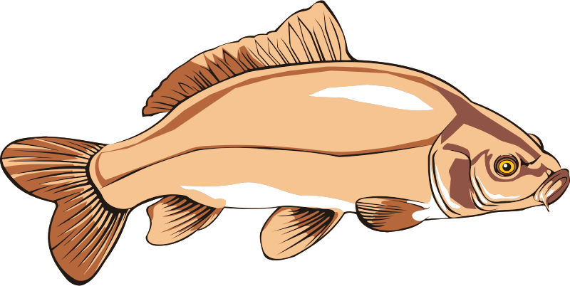 Medium Image - Carp Clipart (1495x750)