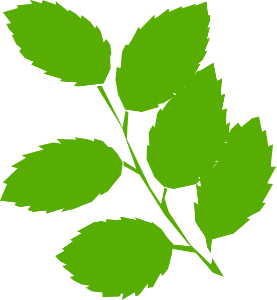 Green Leaves Clipart (552x598)