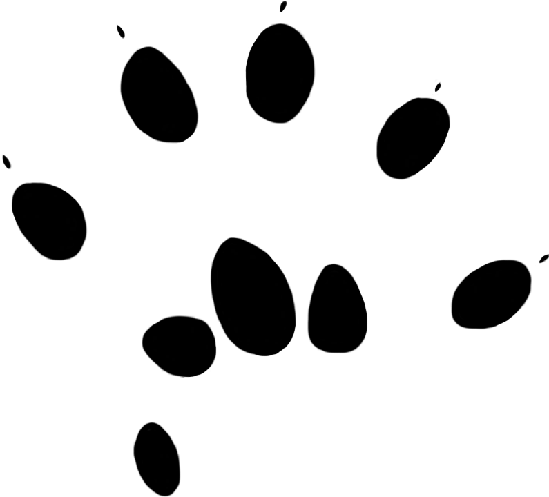 Png Paw Print - Portable Network Graphics (901x1063)