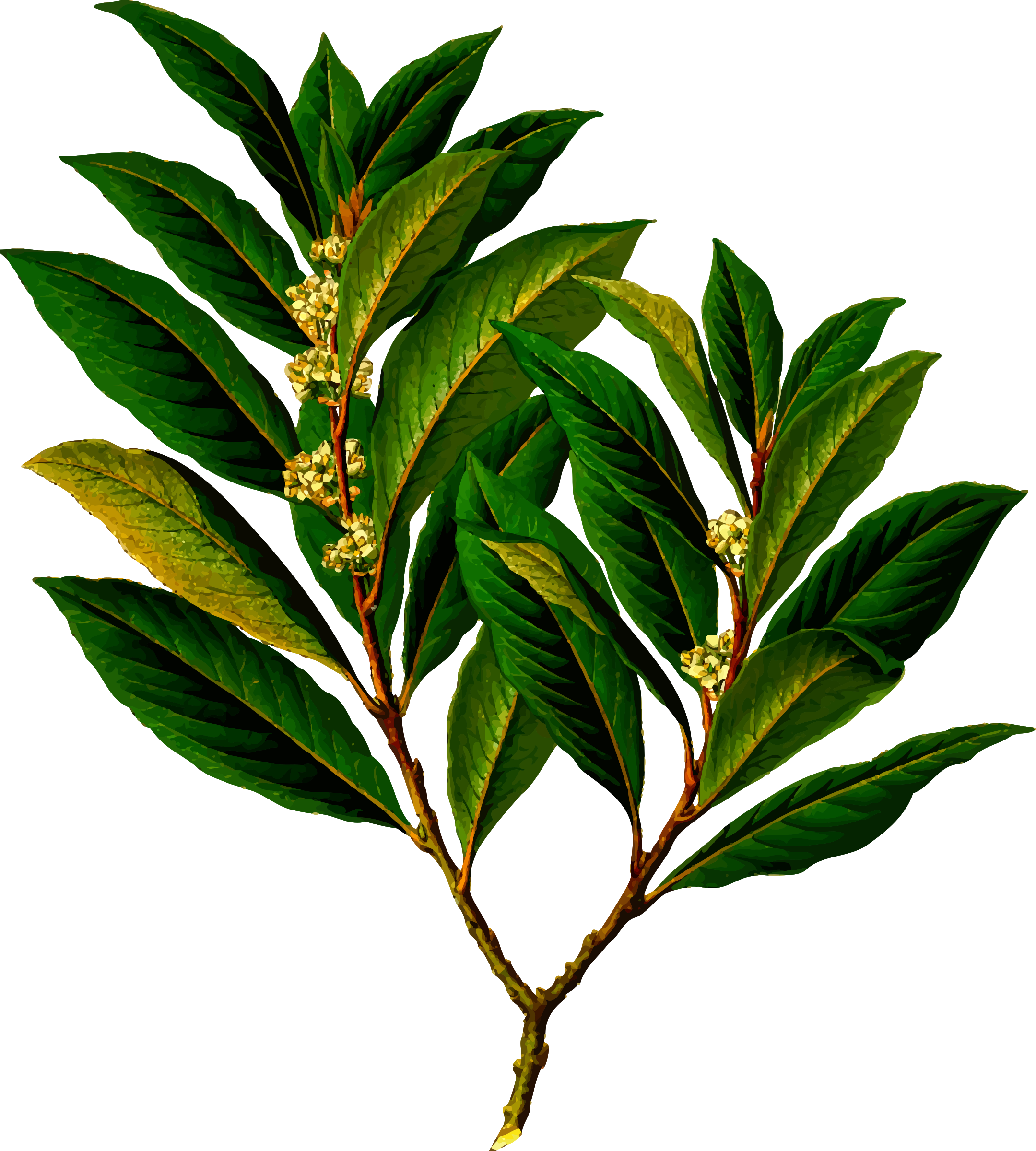Big Image - Bay Laurel (2160x2400)