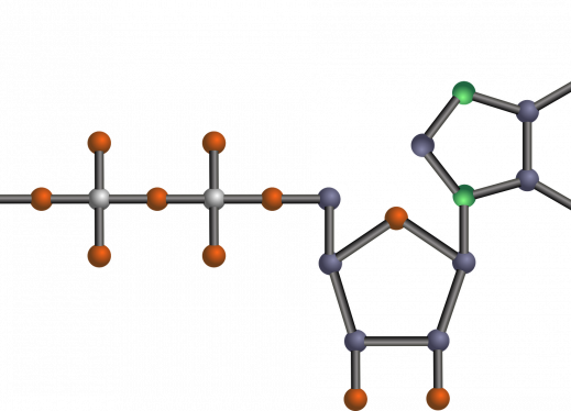 Atp Molecule - Atp Clip Art (519x374)