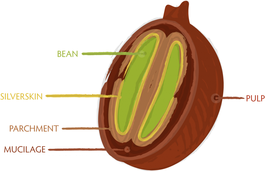 Coffee Bean Cross Section - 咖啡 豆 剖面 (1024x644)