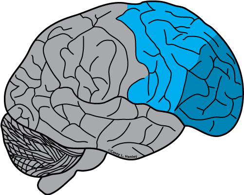 Prefrontal Cortex - Prefrontal Cortex (500x432)