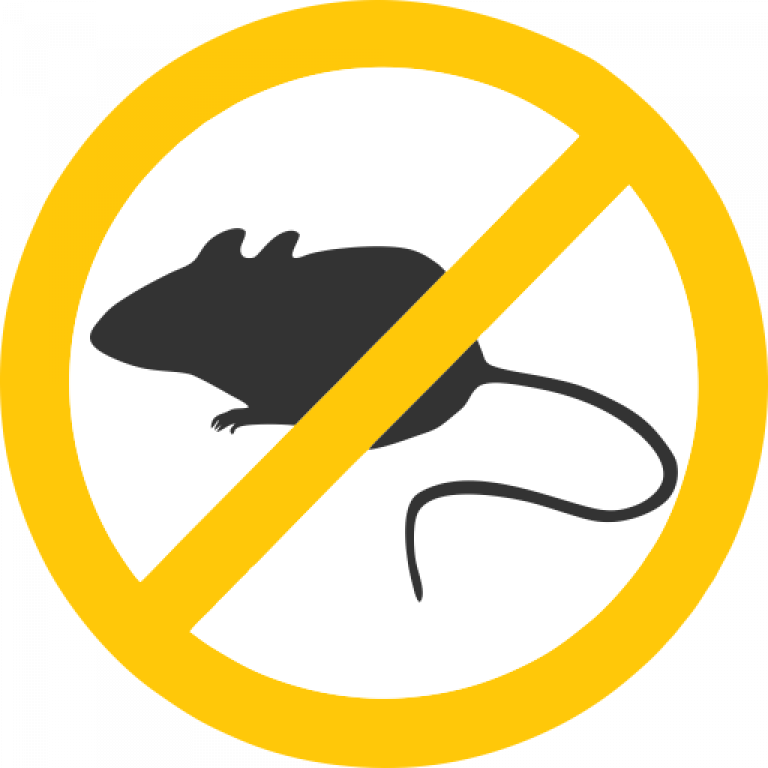 The Urban Rat Project - Rat (768x768)