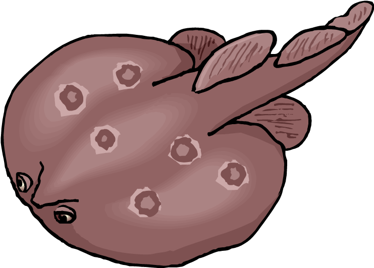 Stingray Clipart - Stingray (750x534)