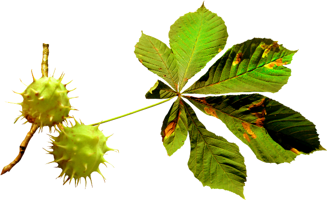 Chestnuts - Portable Network Graphics (650x399)