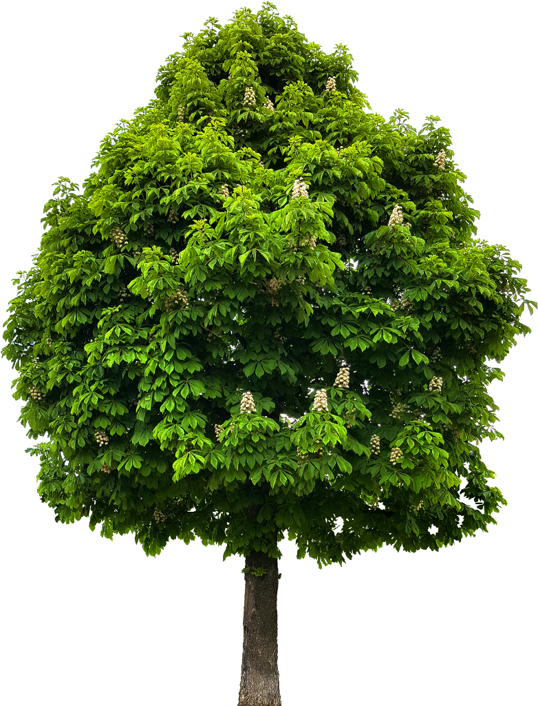 Preview - Chestnut Tree Png (1024x1024)