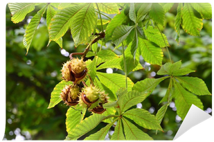 Horse Chesnut (400x400)