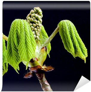 Fern (400x400)