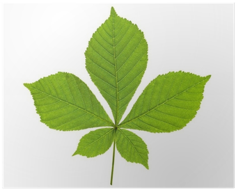 Maple Leaf (400x400)
