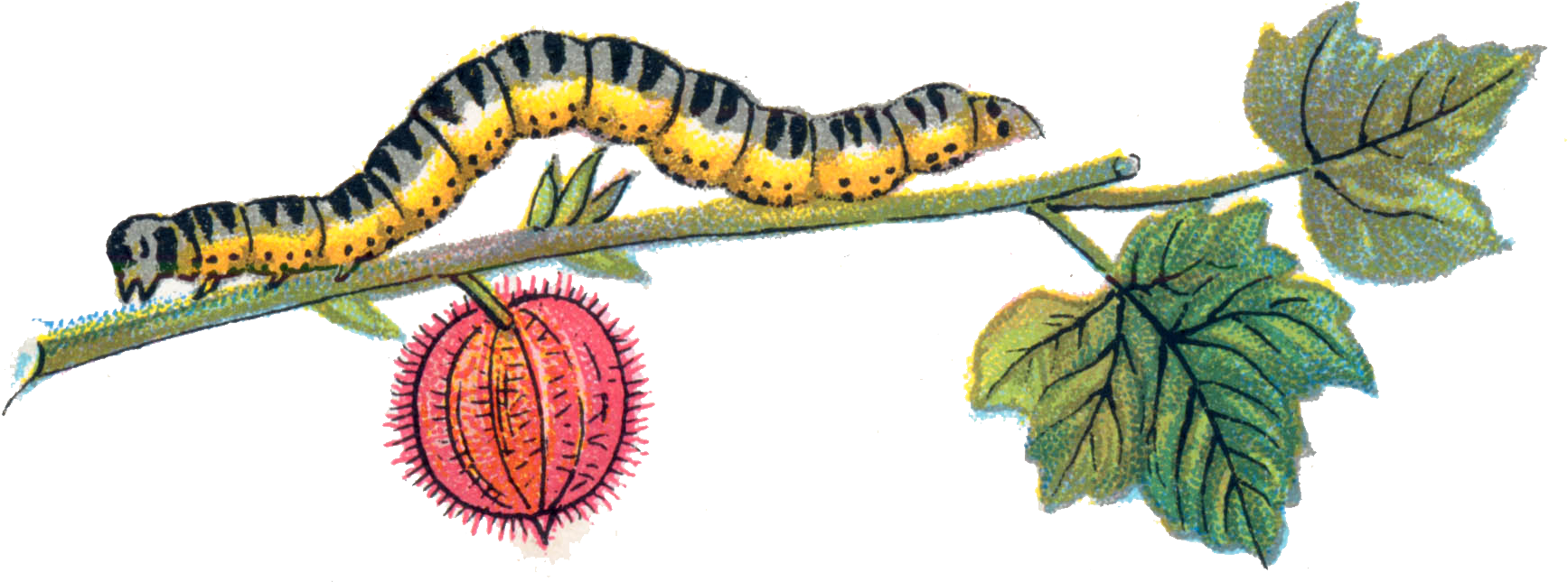 Caterpillar - Caterpillar (1737x663)