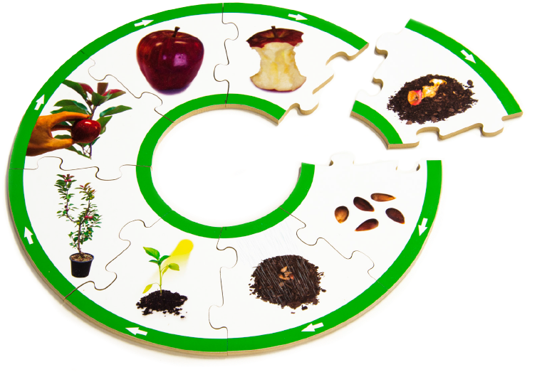Apple Life Cycle Puzzle - Circle (1000x1000)