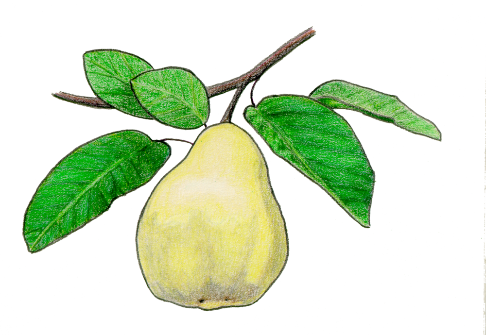 Quince Fruit - Quince Drawing (1000x690)