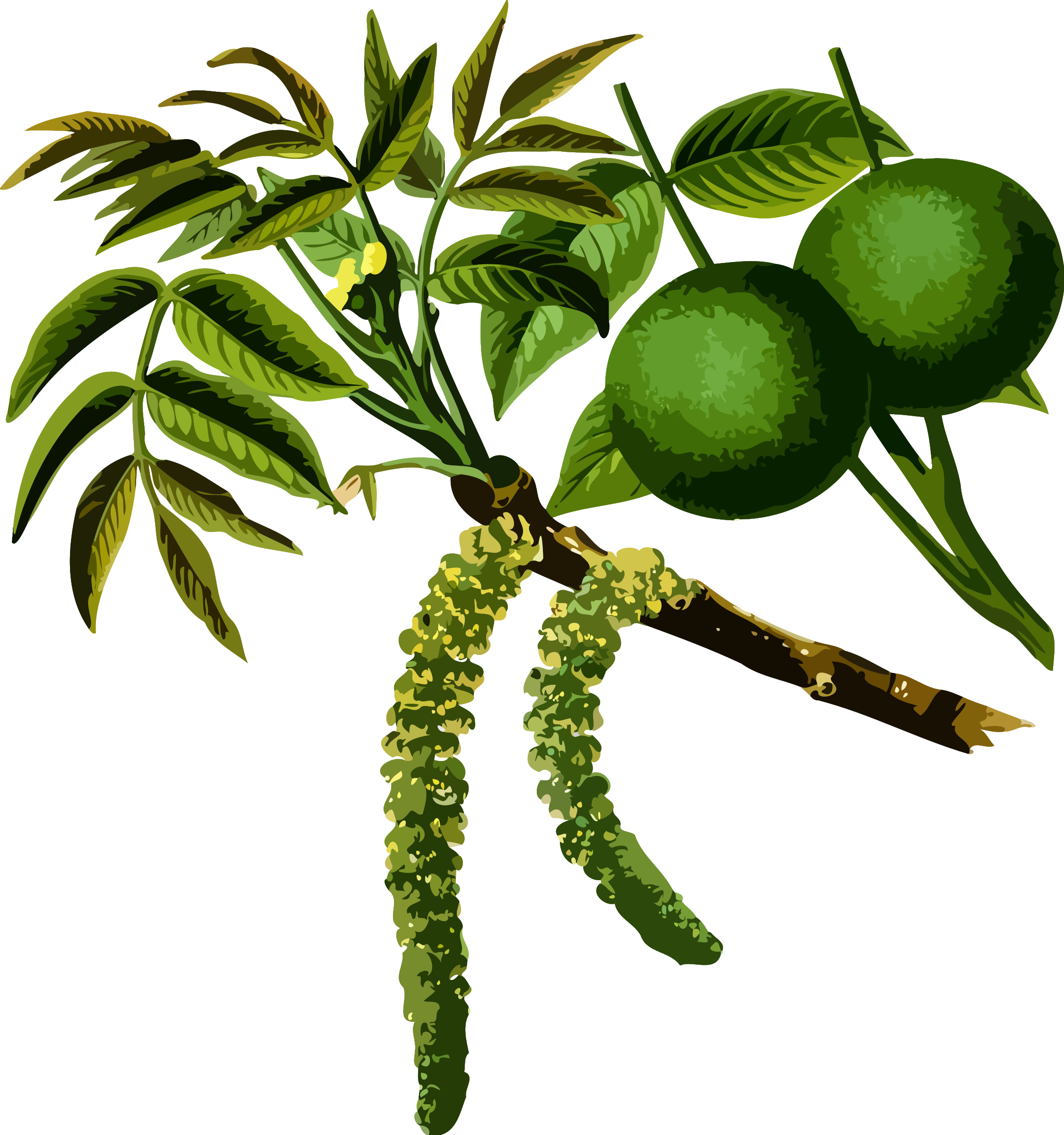 Clipart - - Black Walnut Tree Cycle (2250x2400)
