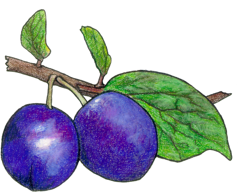 Honeyberry Fruit - Fruit (1000x831)