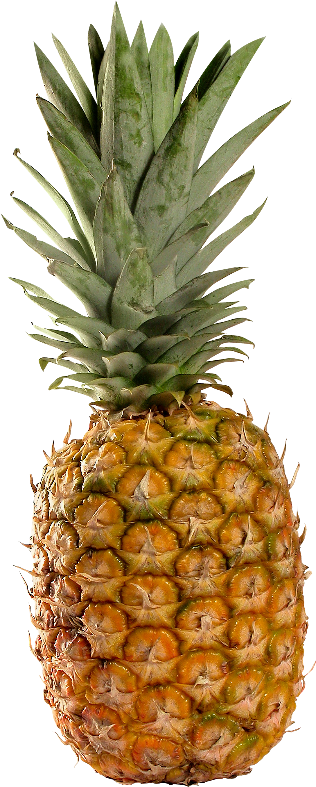 Pineapple Png (1088x2706)