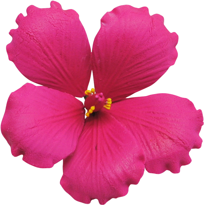 Hot Pink - Rosemallows (767x769)