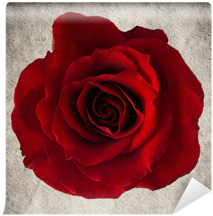 Rose (400x400)