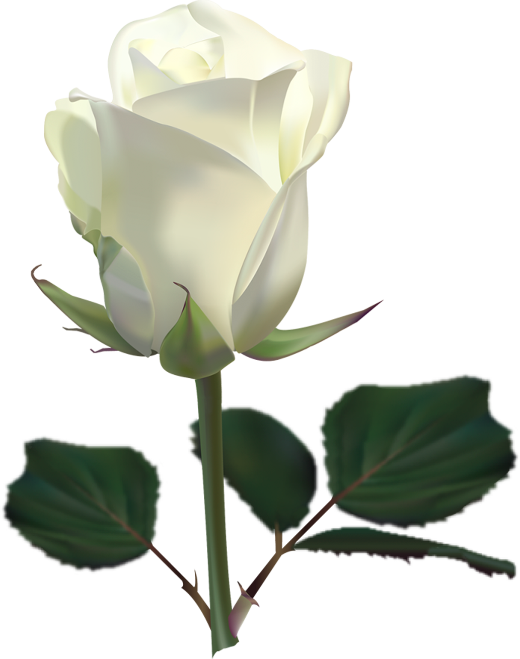   White And Red Roses (1033x1310)
