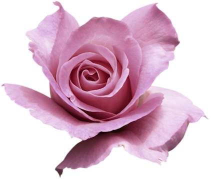 Pink-awesome - Rose (469x400)
