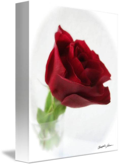 Garden Roses (469x650)