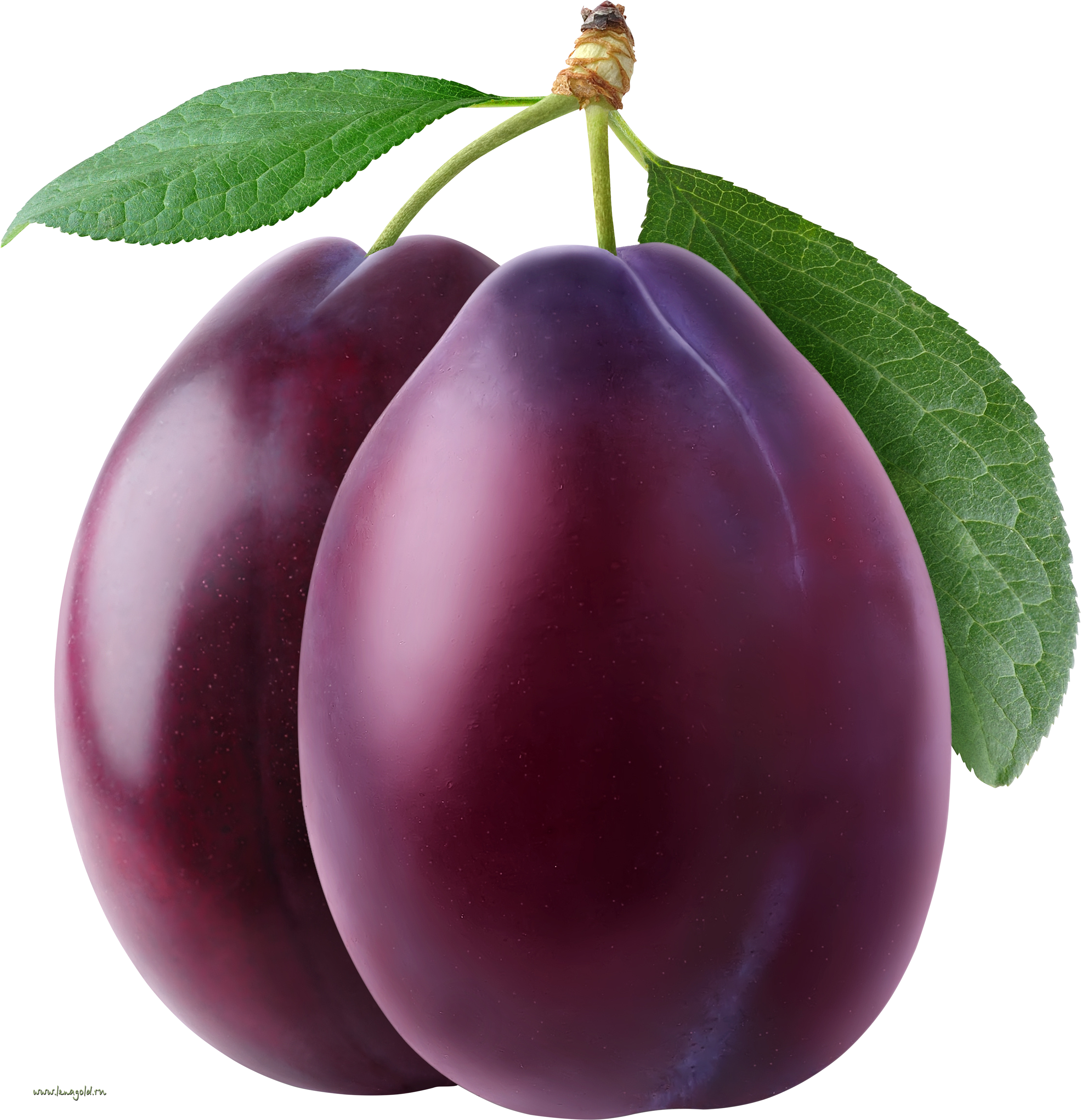 Plum - Plum Transparent (3118x3230)