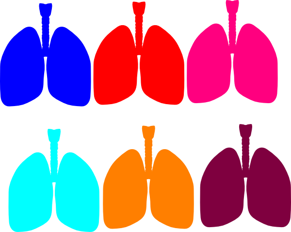 Red Lung Clip Art (600x479)