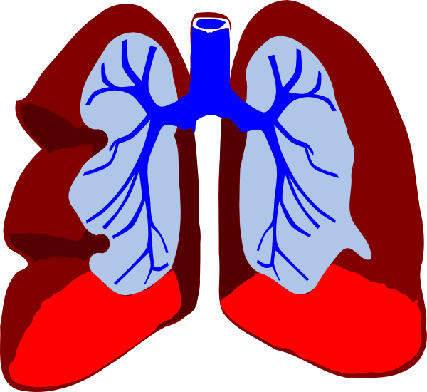 Clipart Lungs (600x550)