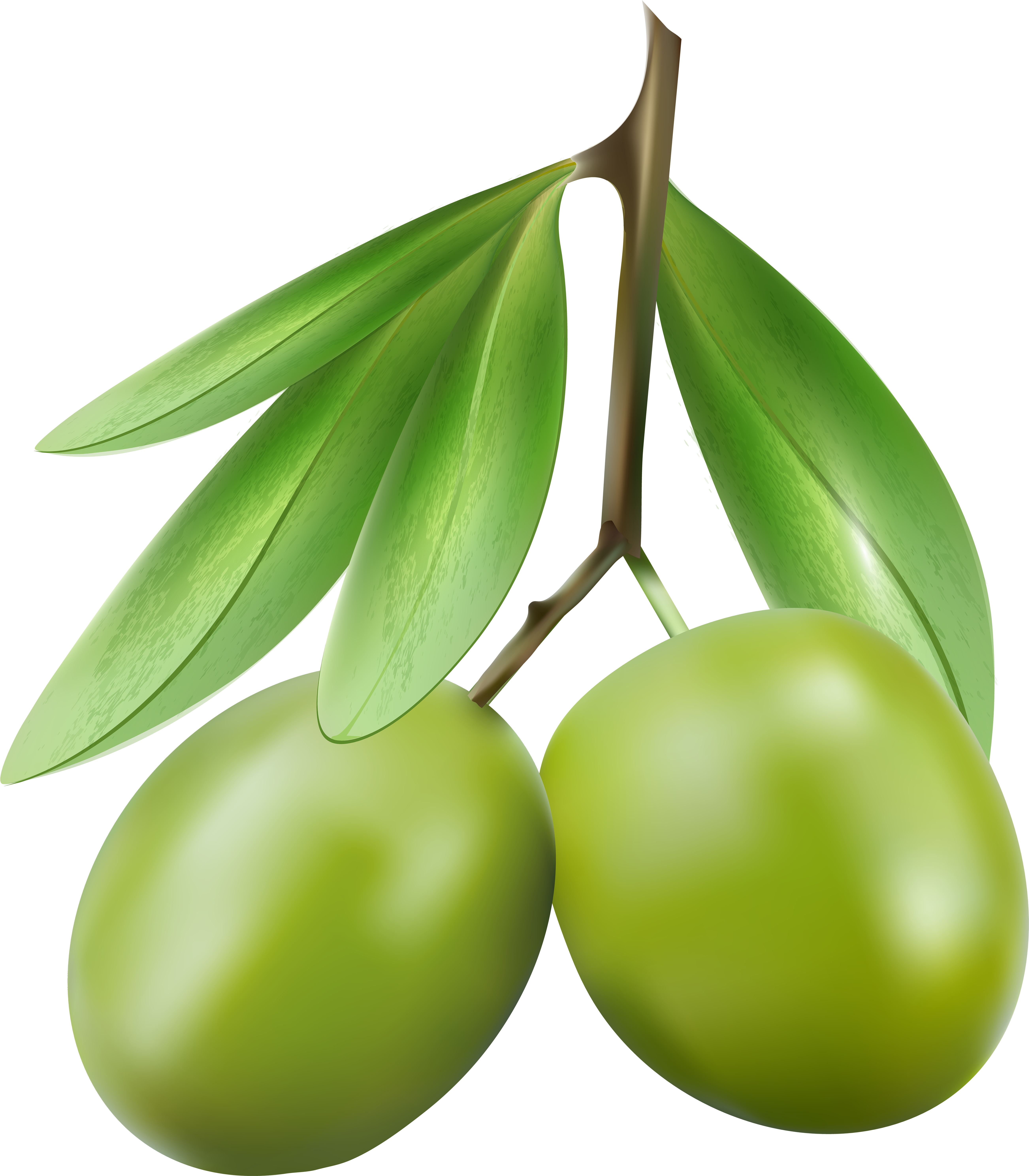 0, - Olives Clipart (5252x6000)