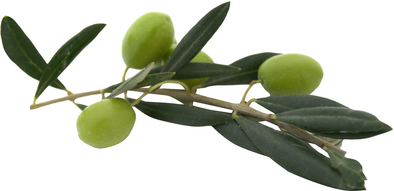 Olive Png (1653x862)