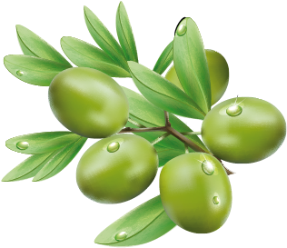 Olive (368x332)