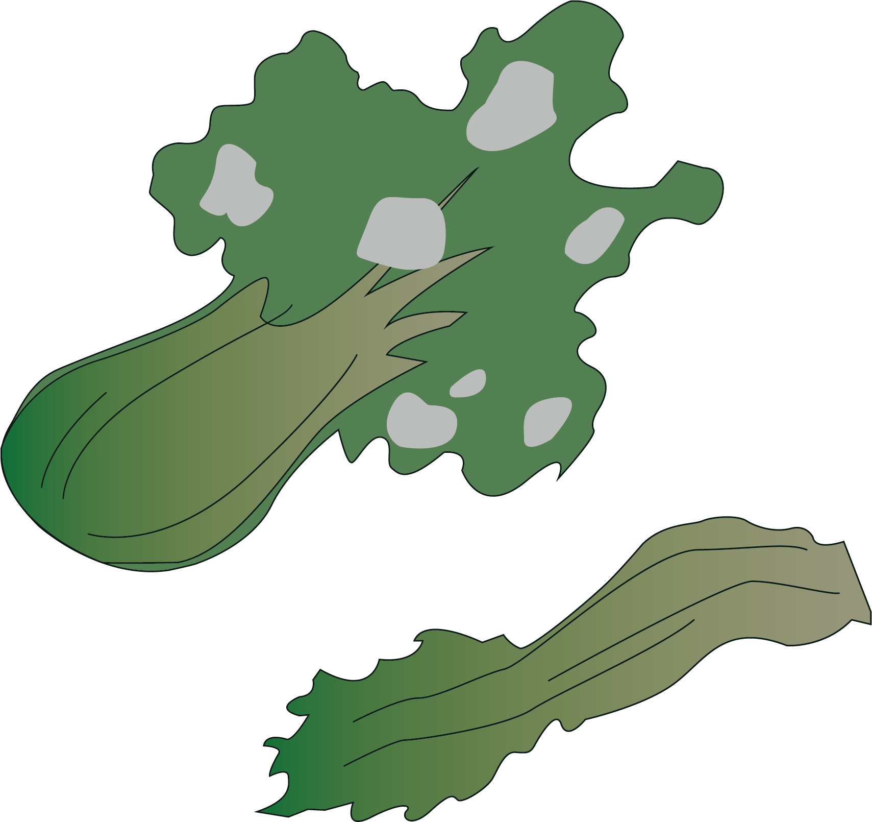 Cabbage Png Vector Material - Cabbage Png Vector Material (1709x1610)