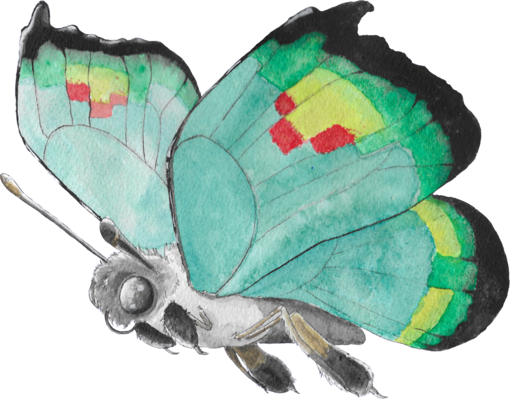 Vivillon (1011x791)