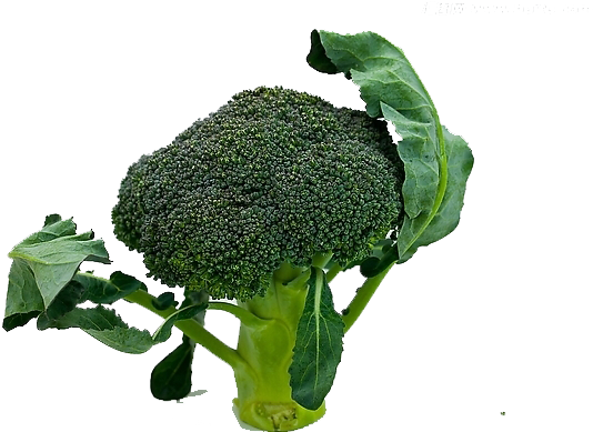 Broccoli Sprouts Leaf Vegetable - Broccoli Sprouts Leaf Vegetable (600x420)
