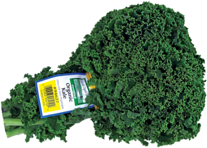 Green Kale - Artificial Turf (645x300)