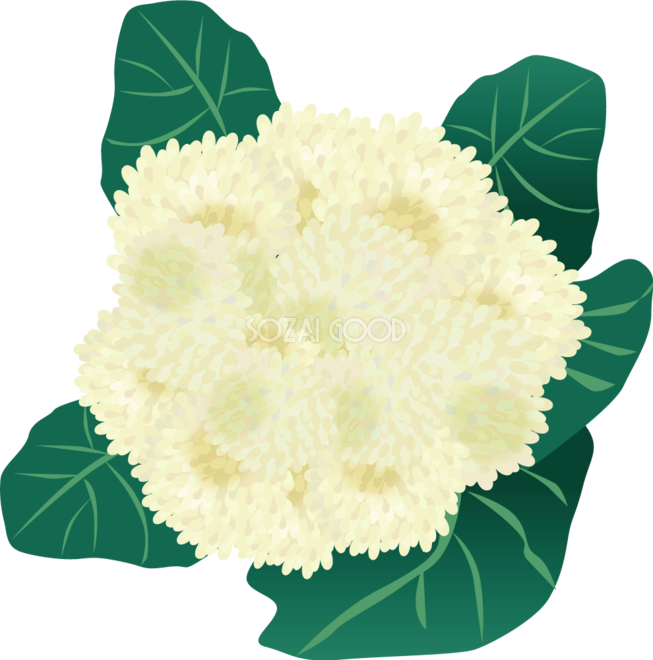 Cauliflower Broccoli Vegetable - Cauliflower Broccoli Vegetable (653x660)