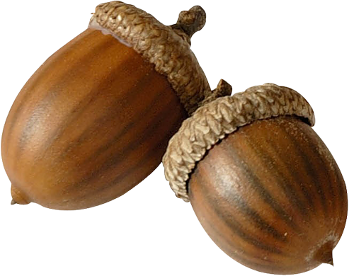 Acorn Png Image - Желудь Пнг (493x390)