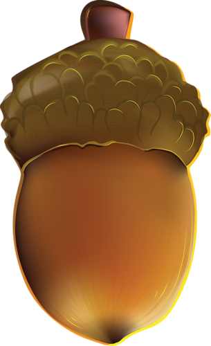Eichel - Кліпарт Жолудь (305x500)