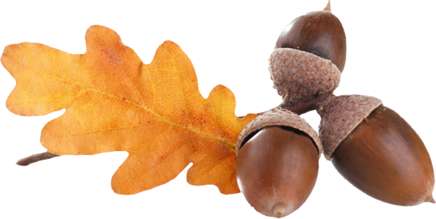 50 - Acorns (1500x753)