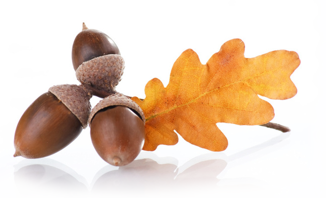 Acorns - Acorn (650x400)